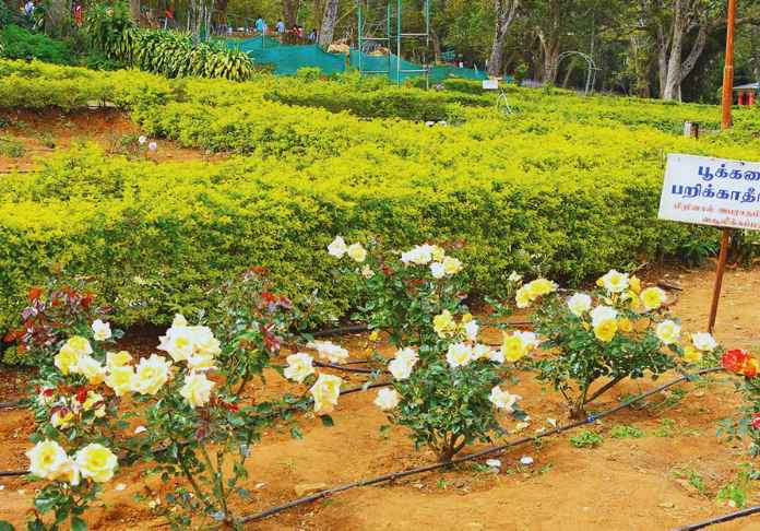 yercaud tourist places tamil nadu